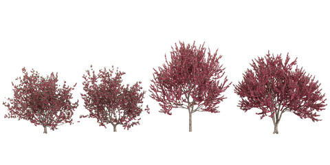 Obraz premium Collection of Malus plants on transparent background