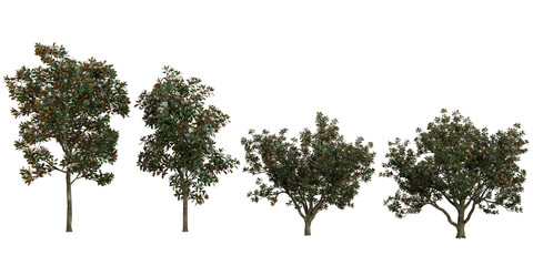 Collection of Magnolia plants on transparent background