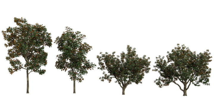 Collection of Magnolia plants on transparent background