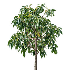 Fresh mango tree branch with lush leaves and young fruits perfect for tropical concepts and natural themes