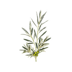 Fototapeta premium Fresh olive branch with leaves and unripe olives on a white background symbolizing peace health and natures bounty