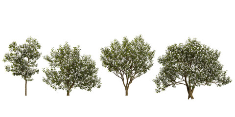 Collection of Michelia trees on transparent background