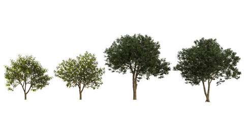 Collection of Michelia,Osmanthus trees on transparent background