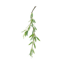Obraz premium A graceful willow branch with flowing green leaves on a white background Serene nature concept for design projects