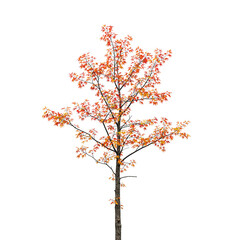 Fototapeta premium Vibrant autumn maple branch with red and orange leaves on white background