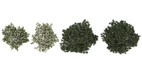 Obraz premium Collection of Michelia,Osmanthus trees on transparent background from the top view