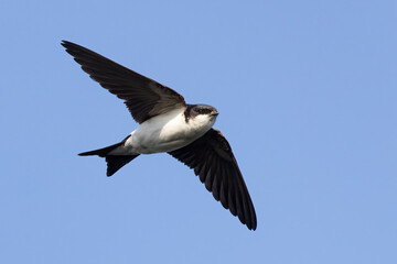 Northern House Martin
