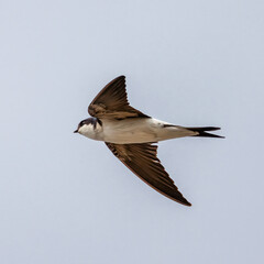 Northern House Martin
