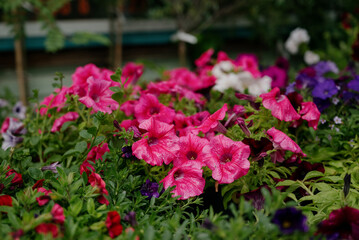 Colourful petunia flowers in vibrant pink and purple colors in decorative flower pot close up