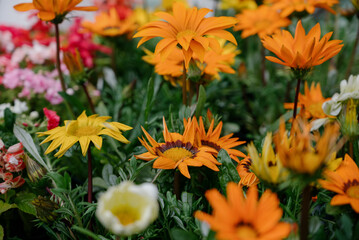 Variety of plants and flowers at flower market, selective focus on flowers. Garden center for the sale of plants.