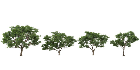 set of koelreuteria trees on transparent background