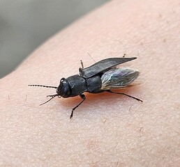 Fly with missing wing