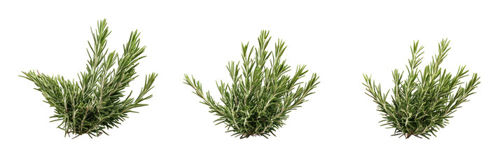 green grass isolated on white