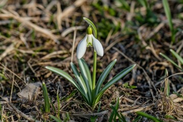 A beautiful snowdrop flower in the grass, a macro photograph with a shallow depth of field