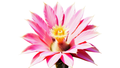Pink cactus flower blooming against a white background