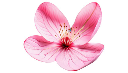 Pink flower with delicate petals and intricate details