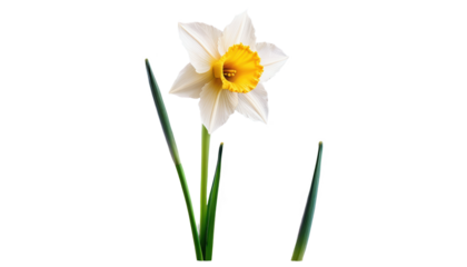 White and yellow daffodil flower against a white background