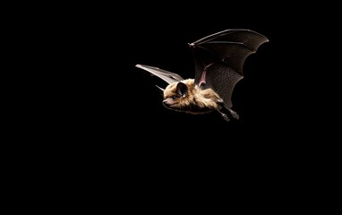 Fototapeta premium Brown Bat in Flight Against Black Background