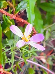 pink frangipani flower