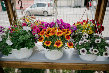 Variety of plants and flowers at flower market, selective focus on flowers. Garden center for the sale of plants.
