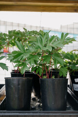 Variety of plants and flowers at flower market, selective focus on flowers. Garden center for the sale of plants.