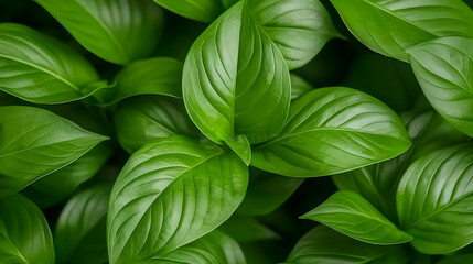 Close Up View Of Green Leaves With Glossy Surface And Textured Details Background Composition