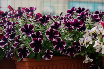 Colourful petunia flowers in vibrant pink and purple colors in decorative flower pot close up