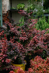 Variety of plants and flowers at flower market, selective focus on flowers. Garden center for the sale of plants.