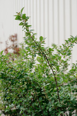 Variety of plants and flowers at flower market, selective focus on flowers. Garden center for the sale of plants.