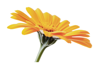 Vibrant orange gerbera daisy blooming, cut out