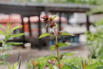 Variety of plants and flowers at flower market, selective focus on flowers. Garden center for the sale of plants.