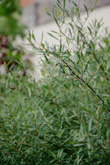 Variety of plants and flowers at flower market, selective focus on flowers. Garden center for the sale of plants.