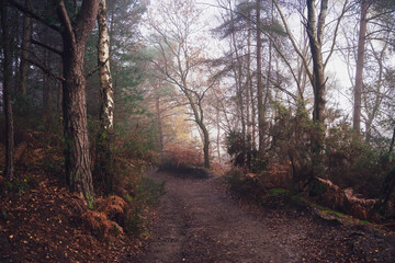 Fototapeta premium Forest
