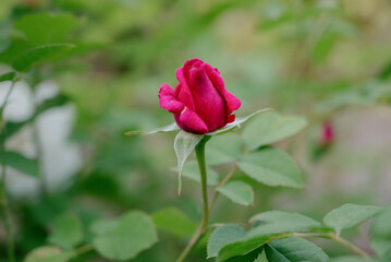 Red roses in a flower shop.Flowers in a flower shop. Concept flower store and delivery.