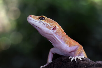 Close-up of leopard gecko lizard, fat-tailed gecko sitting on wood, Eublepharis macularius