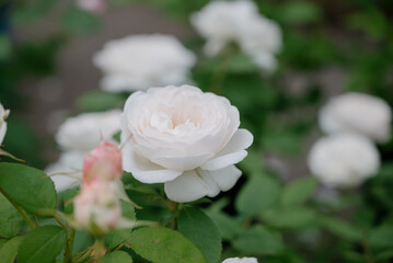 White roses in a flower shop.Flowers in a flower shop. Concept flower store and delivery.
