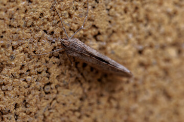 Close-up of a moth resting on a rough stone surface