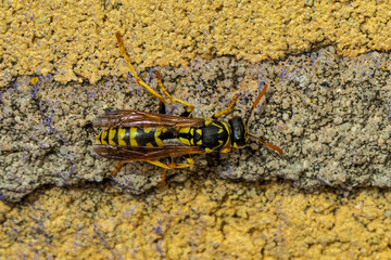 European paper wasp crawling on concrete wall close up
