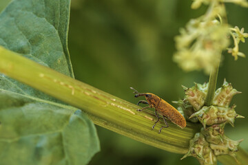 Gold-dust weevil walking on a green plant stem in summer