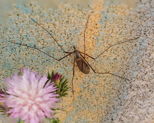 Large crane fly resting on textured wall near pink flower