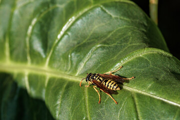 European paper wasp resting on a vibrant green leaf