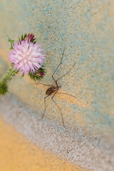 Large crane fly resting near thistle flower on textured wall