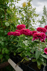 Variety of plants and flowers at flower market, selective focus on flowers. Garden center for the sale of plants.