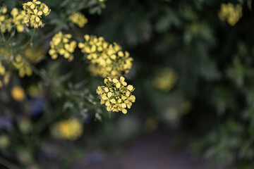 Yellow flowers blooming in the garden during springtime, creating a vibrant and colorful scene