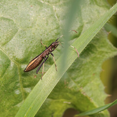Nabis rugosus bug crawling on green leaf in nature