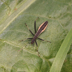 Broad-headed bug standing on green leaf