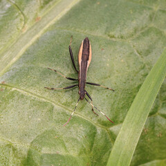 Broad-headed bug standing on green leaf in summer