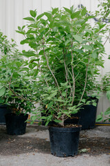 Variety of plants and flowers at flower market, selective focus on flowers. Garden center for the sale of plants.