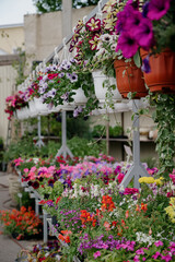 Variety of plants and flowers at flower market, selective focus on flowers. Garden center for the sale of plants.