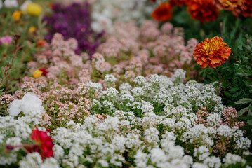 Obraz premium Variety of plants and flowers at flower market, selective focus on flowers. Garden center for the sale of plants.